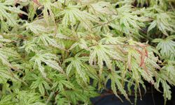 Acer palmatum 'Peaches and Cream' — photo 5